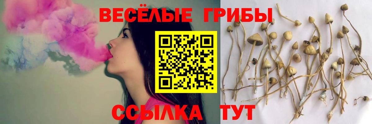 Ставрополь  Псилоцибиновые грибы Cubensis  Вход с VPN  Псилоцибиновые грибы мицелий 